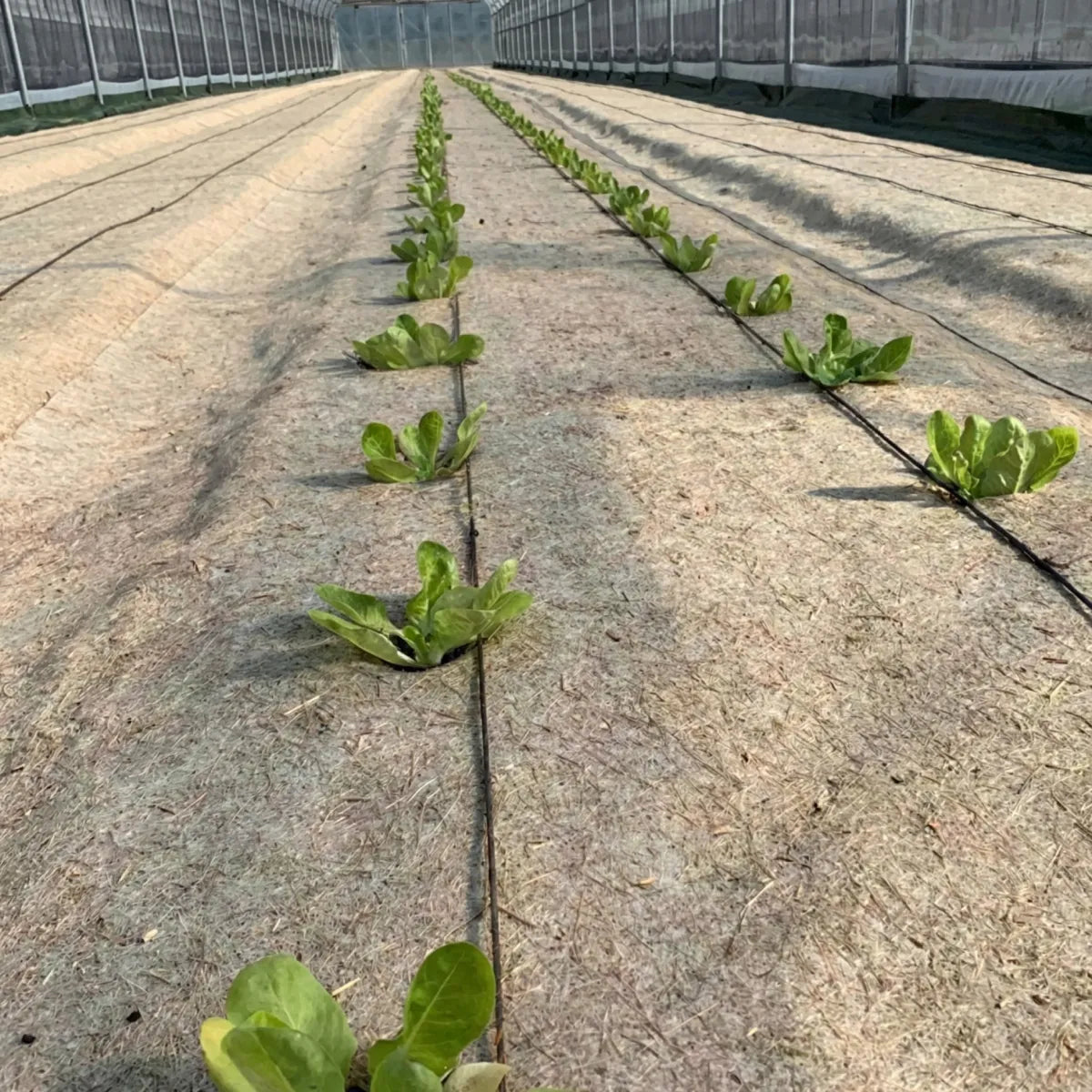 Cobertura vegetal de cáñamo 87 cm para viñedo (12 meses)
