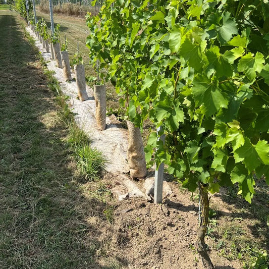 Cobertura vegetal de cáñamo 56 cm para vid joven (36 meses)