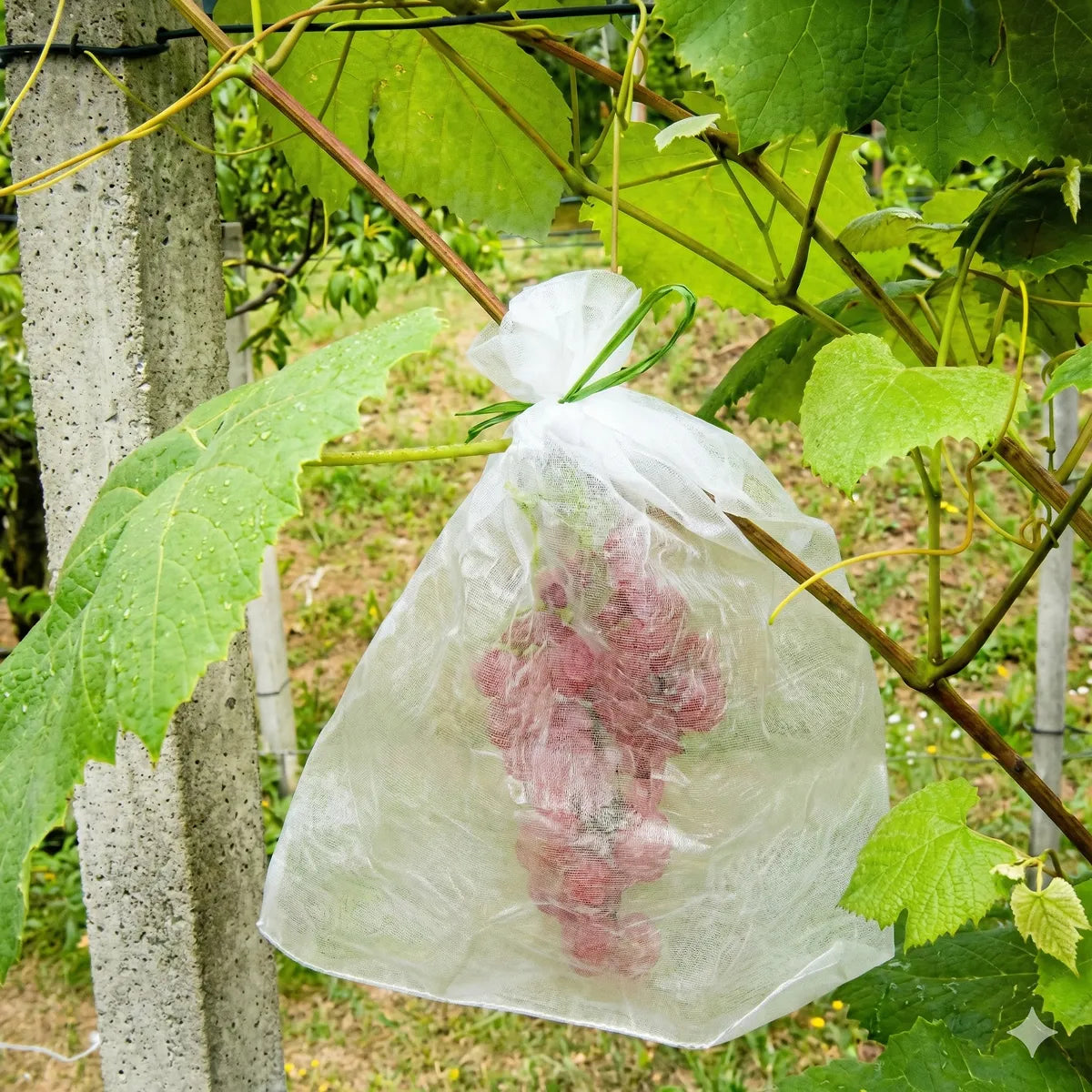 Funda protectora para uvas 30x40 cm blanca (50 unidades)
