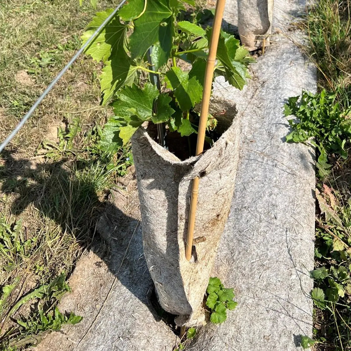 Protector de tronco de cáñamo para vid joven (12 meses)