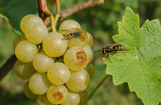 Impacto de las avispas en el cultivo de uva