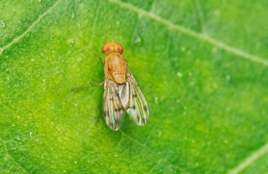 La mosca de la fruta Suzuki