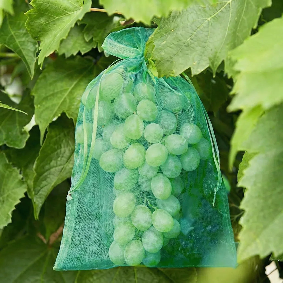 Funda protectora para uvas 20x30 cm verde (25 unidades)