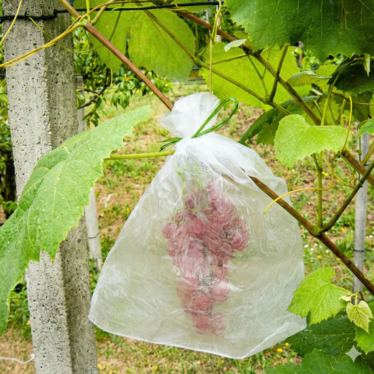 Funda protectora para uvas 30x40 cm blanca (50 unidades)