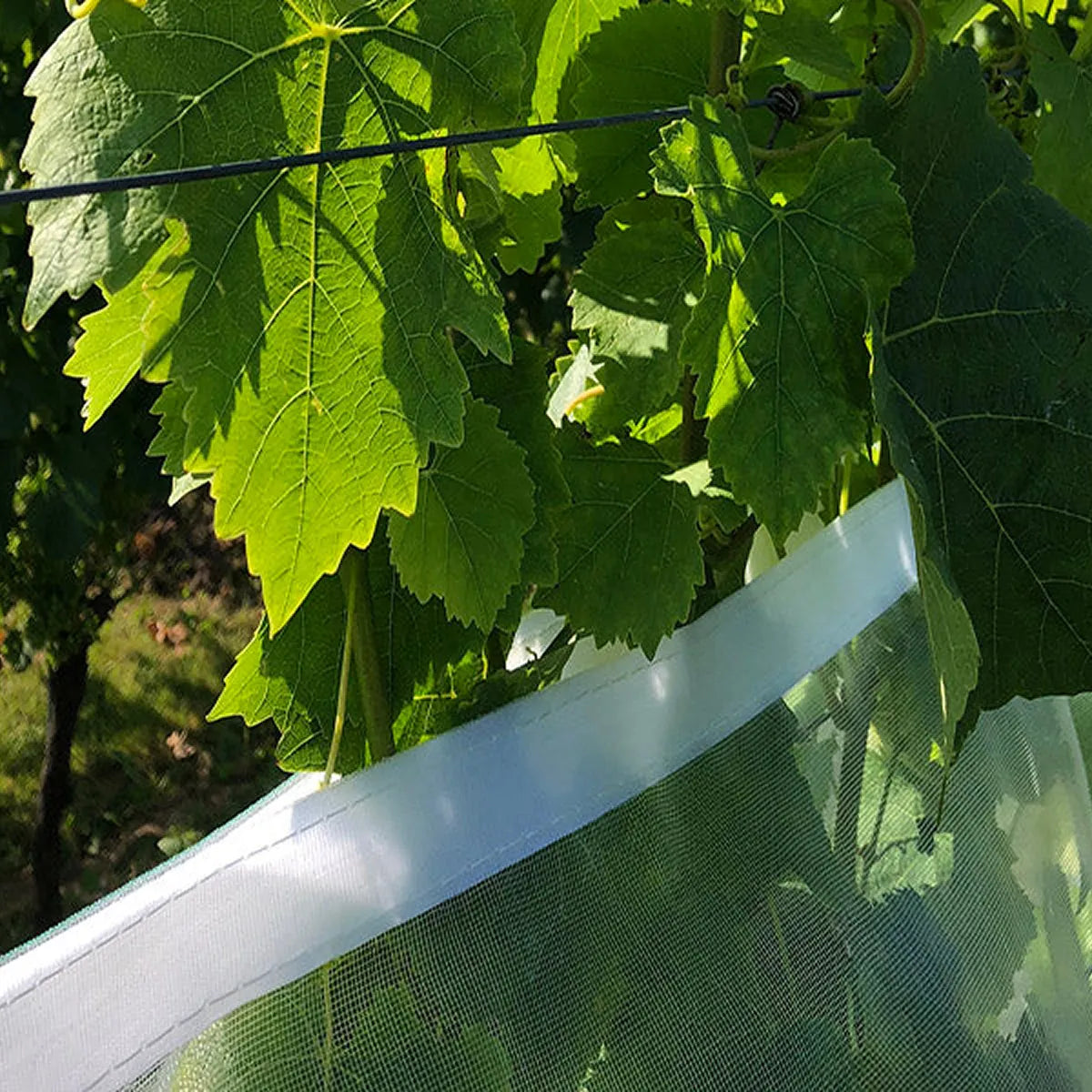 Malla Suzuki protección contra mosca de la fruta con velcro