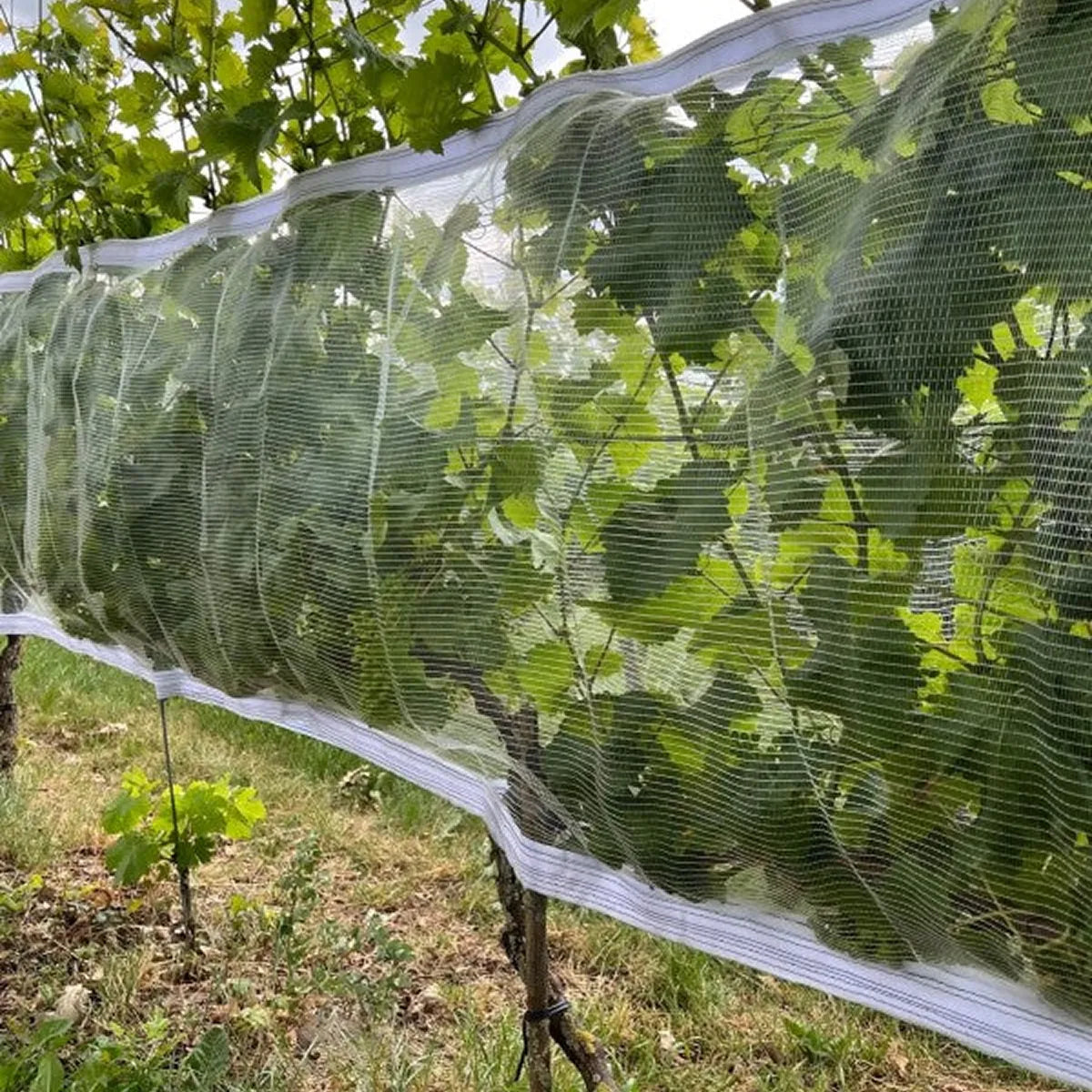 Malla transparente contra avispas y granizo con velcro