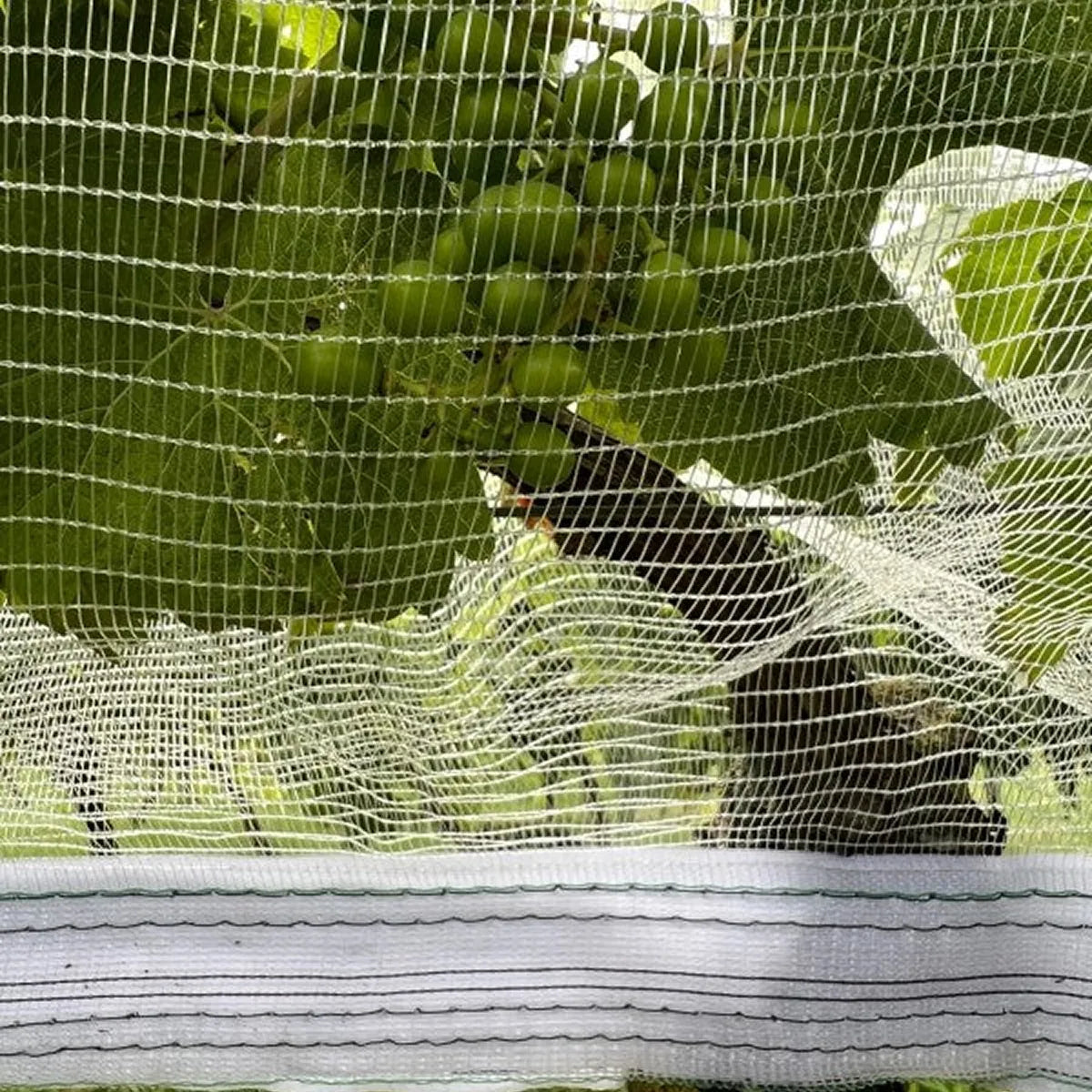 Malla transparente contra avispas y granizo con velcro
