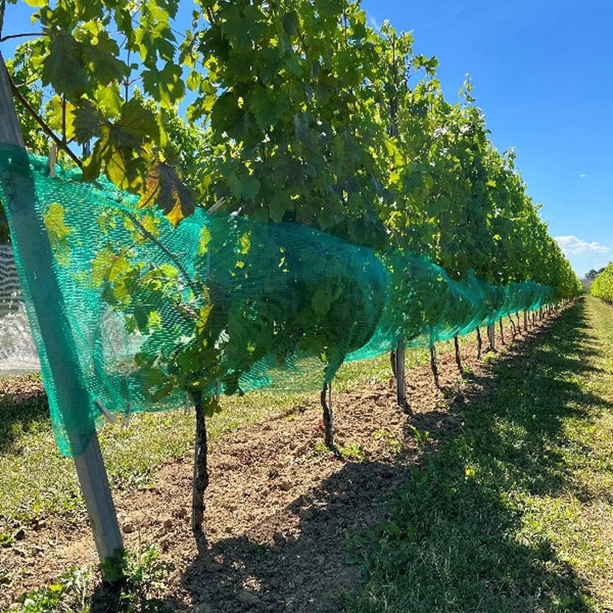 Malla verde de protección contra avispas y granizo
