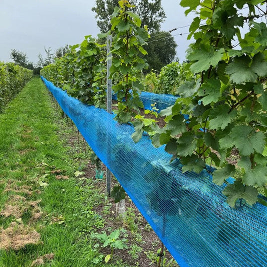 Malla azul para protección de cultivo de vid