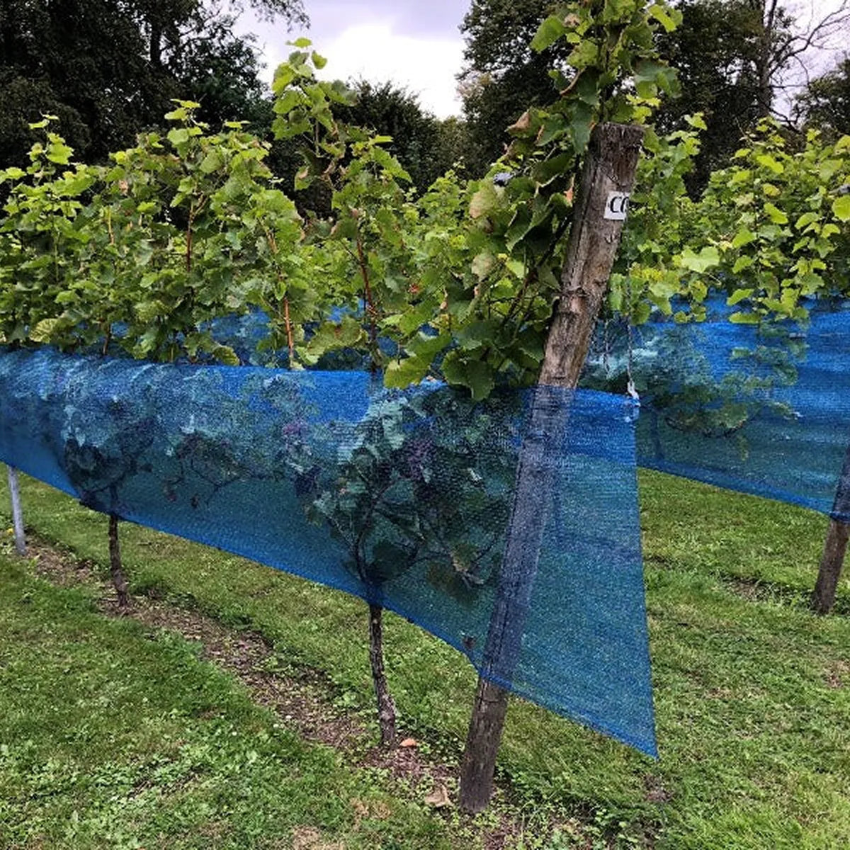 Malla azul para protección de cultivo de vid