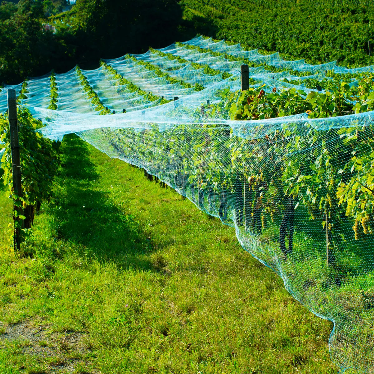 Red antipájaros verde 17x17 mm para viñedo